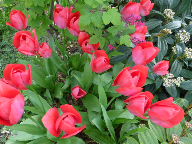 Tulips