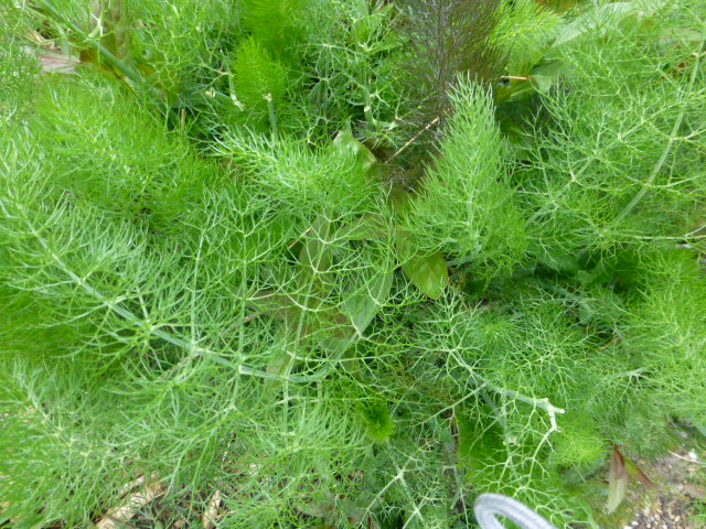 Winter Gardening in Lynnwood